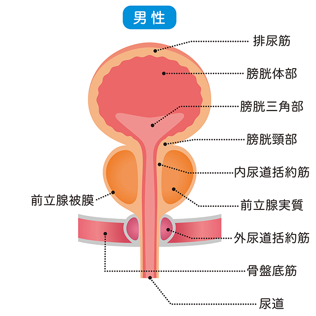 前立腺の説明図（男性）